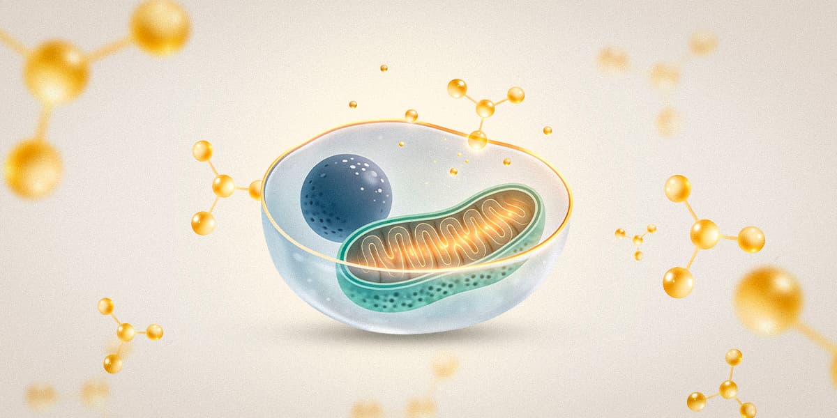 Mitochondrial health 101: How your cells make the energy you feel Mitochondrial health 101: How your cells make the energy you feel